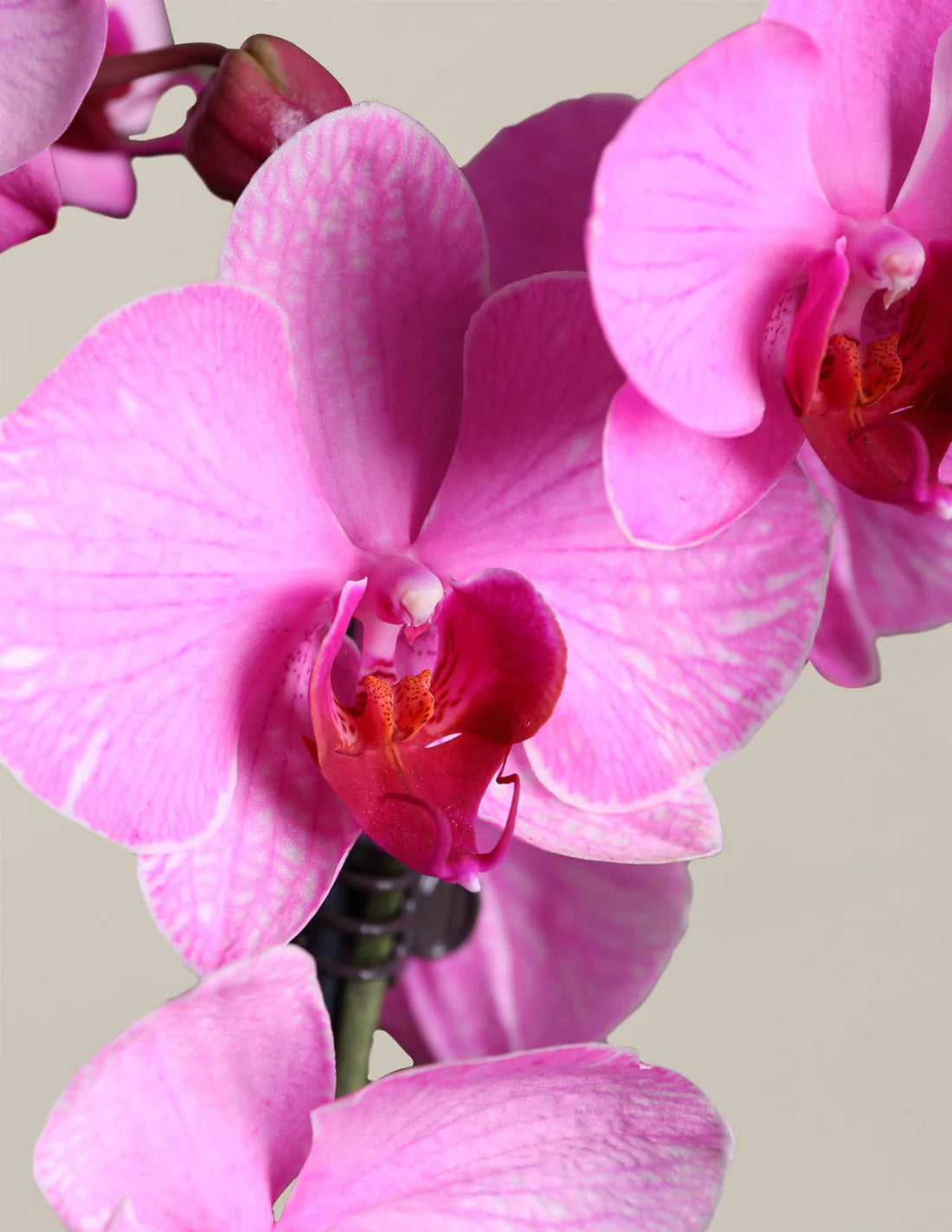Imperial Purple Orchid