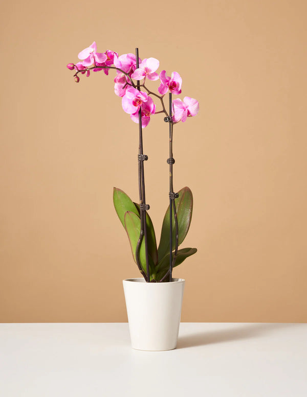 Imperial Purple Orchid